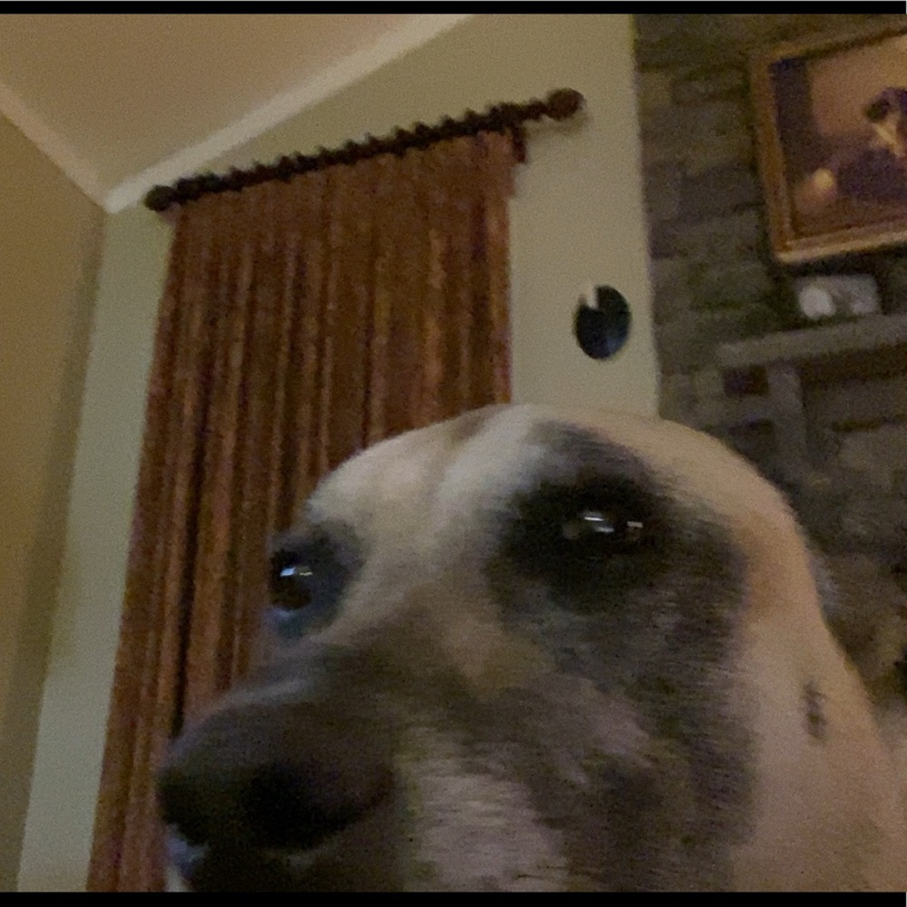 Meet your Posher, Lillian